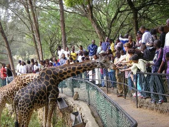 Forest and wetland trails at Haller Park in Bamburi, Mombasa