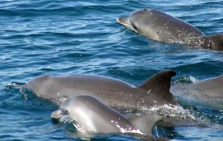 Bottlenose dolphins surfacing near Wasini Island off Kenya's south coast