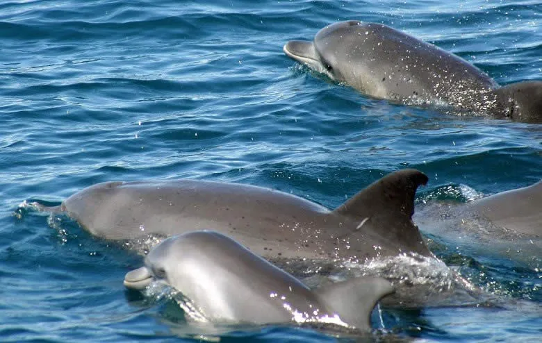 Bottlenose dolphins surfacing near Wasini Island off Kenya's south coast